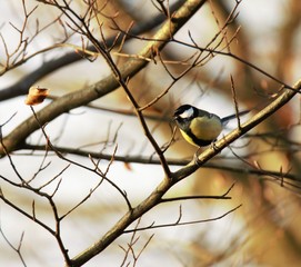Singing a song