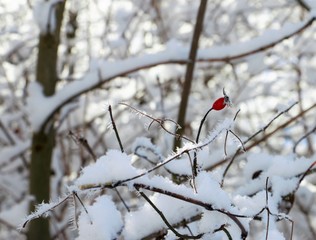 Winter Walks