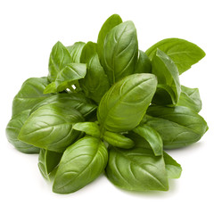 Fototapeta premium Sweet basil herb leaves bunch isolated on white background