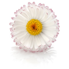 Beautiful single daisy flower isolated on white background cutout