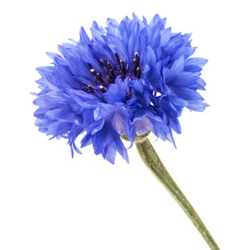Blue Cornflower Herb or bachelor button flower head isolated on white background cutout