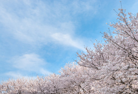 Sakura And Sky