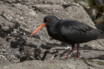 Oyster Catcher