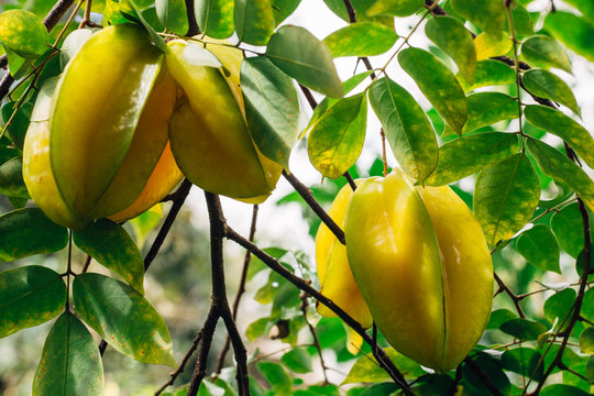 Star fruit on a tree