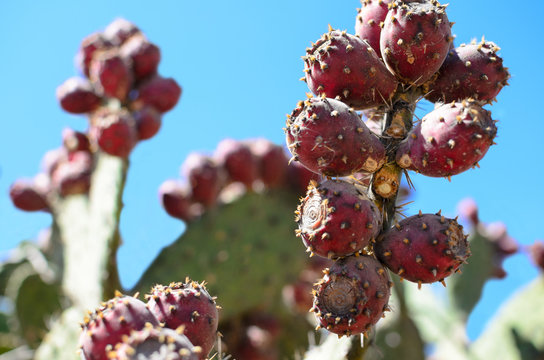 Nopal cactus with tuna fruits on it
