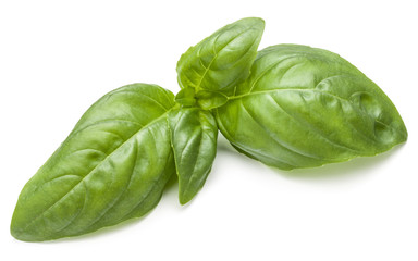 Sweet basil herb leaves isolated on white background closeup