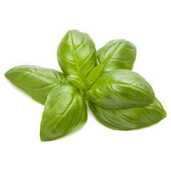Sweet basil herb leaves isolated on white background closeup