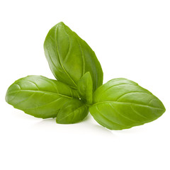 Sweet basil herb leaves isolated on white background closeup