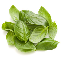 Fototapeta premium Sweet basil herb leaves handful isolated on white background closeup