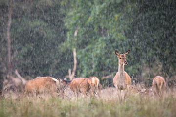 Naklejka na ściany i meble Red deer, Cervis elaphus, female standing in the rain, with a herd in the background, september