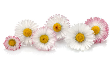 Fototapeta na wymiar Beautiful daisy flowers isolated on white background cutout