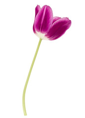 Obraz premium One lilac tulip flower isolated on white background cutout