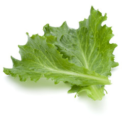 Close up studio shot of fresh green endive salad leaf isolated on white background.