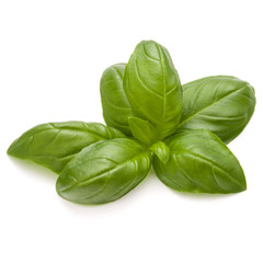 Sweet basil herb leaves isolated on white background closeup