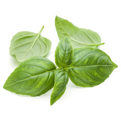 Close up studio shot of fresh green basil herb leaves isolated on white background. Sweet Genovese basil.