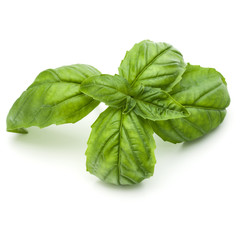 Close up studio shot of fresh green basil herb leaves isolated on white background. Sweet Genovese basil.