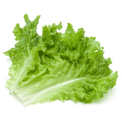 fresh green lettuce salad leaves isolated on white background