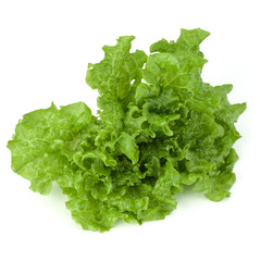 fresh green lettuce salad leaves isolated on white background