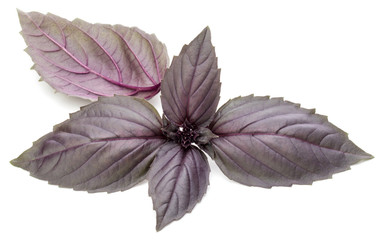 Obraz premium Close up studio shot of fresh red basil herb leaves isolated on white background. Purple Dark Opal Basil.