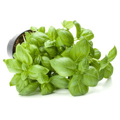 Sweet basil leaves in flowerpot isolated on white background cutout.