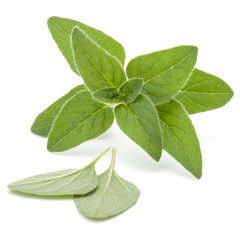 Obraz premium Oregano or marjoram leaves isolated on white background cutout