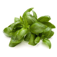 Sweet basil herb leaves bunch isolated on white background