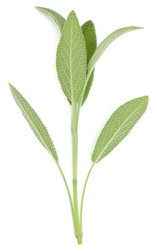 Sage herb leaves  bouquet isolated on white background cutout. Top view.