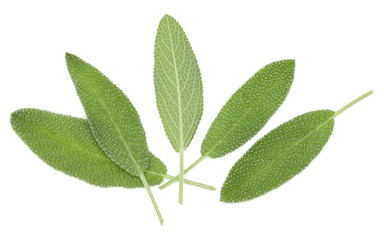 Sage leaves isolated on white background cutout.