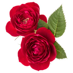 two red rose flowers  isolated with leaves on white background cutout