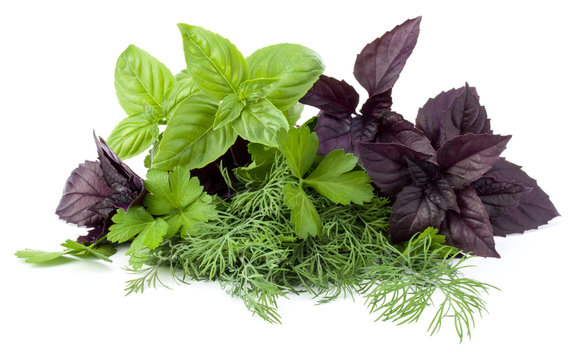 Fresh spices and herbs isolated on white background cutout. Sweet basil, red basil leaves, dill and 