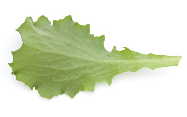 Close up studio shot of fresh green endive salad leaf isolated on white background.