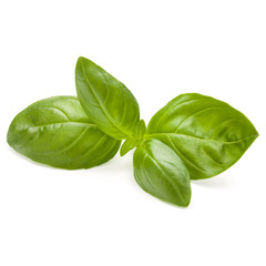Sweet basil herb leaves isolated on white background closeup