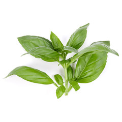Fototapeta premium sweet basil herb leaves isolated on white background. Genovese basil leaf.