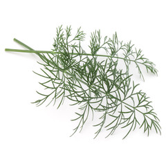 Fototapeta premium Close up shot of branch of fresh green dill herb leaves isolated on white background