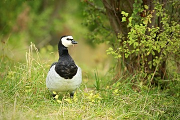 Barnacle goose (Branta leucopsis) standing on green grass