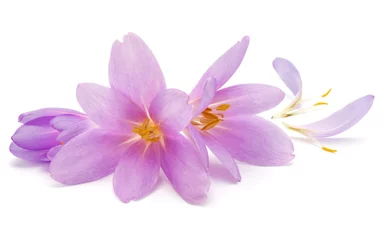 Crédence de cuisine en verre imprimé Crocus lilac crocus flowers isolated on white background