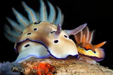Beautiful view of nudibranch in night dive © dade72