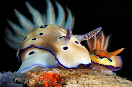 Beautiful view of nudibranch in night dive