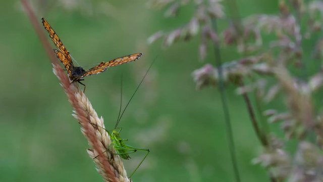Grasshopper and Butterfly in touch - (4K)
