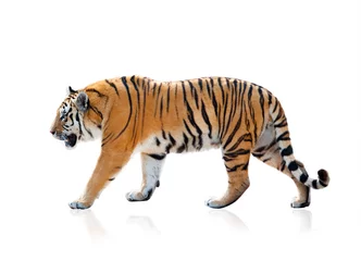 Abwaschbare Fototapete Tiger Bengalischer Tiger zu Fuß, isoliert über einem weißen Hintergrund