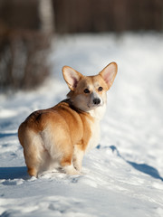 welsh corgy dog in winter