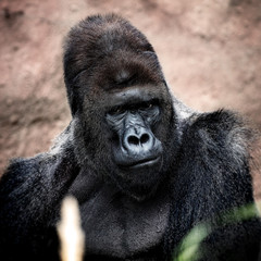 Portrait of male gorilla