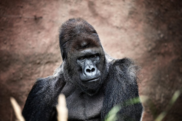 Portrait of male gorilla
