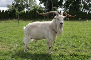 Fototapeta premium Goat