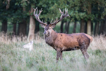 Red deer stag, Cervis elaphus, with big antlers in runting season, september