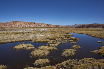 Fototapeta na wymiar Wetland along a tributary of the River Lauca high on the Altiplano of northern Chile in Lauca National Park.
