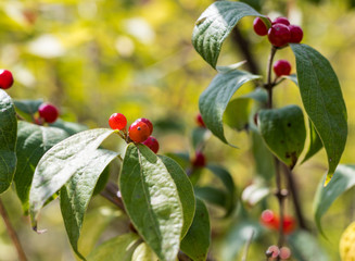 Wild Red Berries