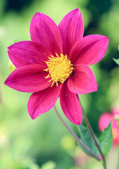 Close-up pink dahlia flower blossom with green background in summer  