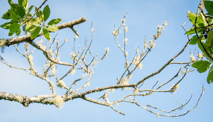 &Auml;ste ragen in den strahlend blauen Himmel