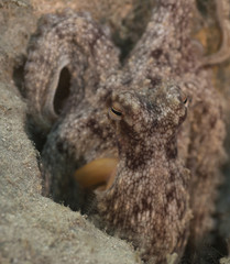 Close up of an octopus in shallow water.